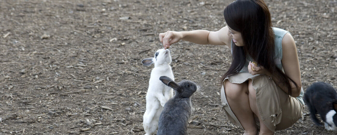 Ōkunoshima island Seto inland sea Japan rabbits