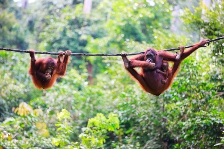 Indonesia