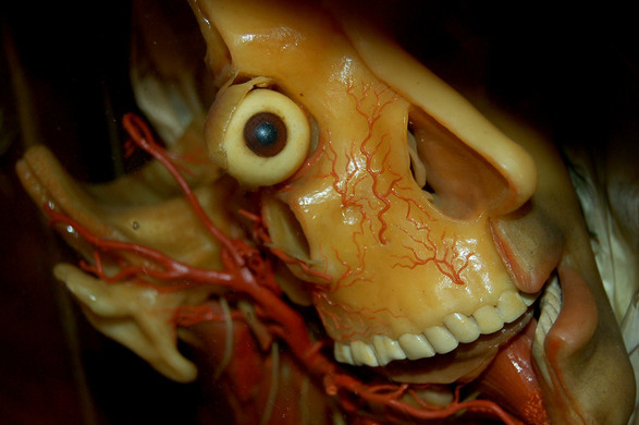 Check out the weird and wonderful at La Specola