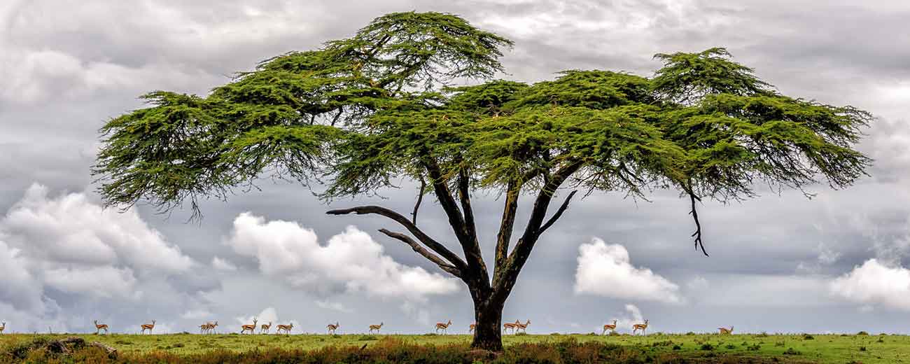 Naivasha Lake Kenya Africa